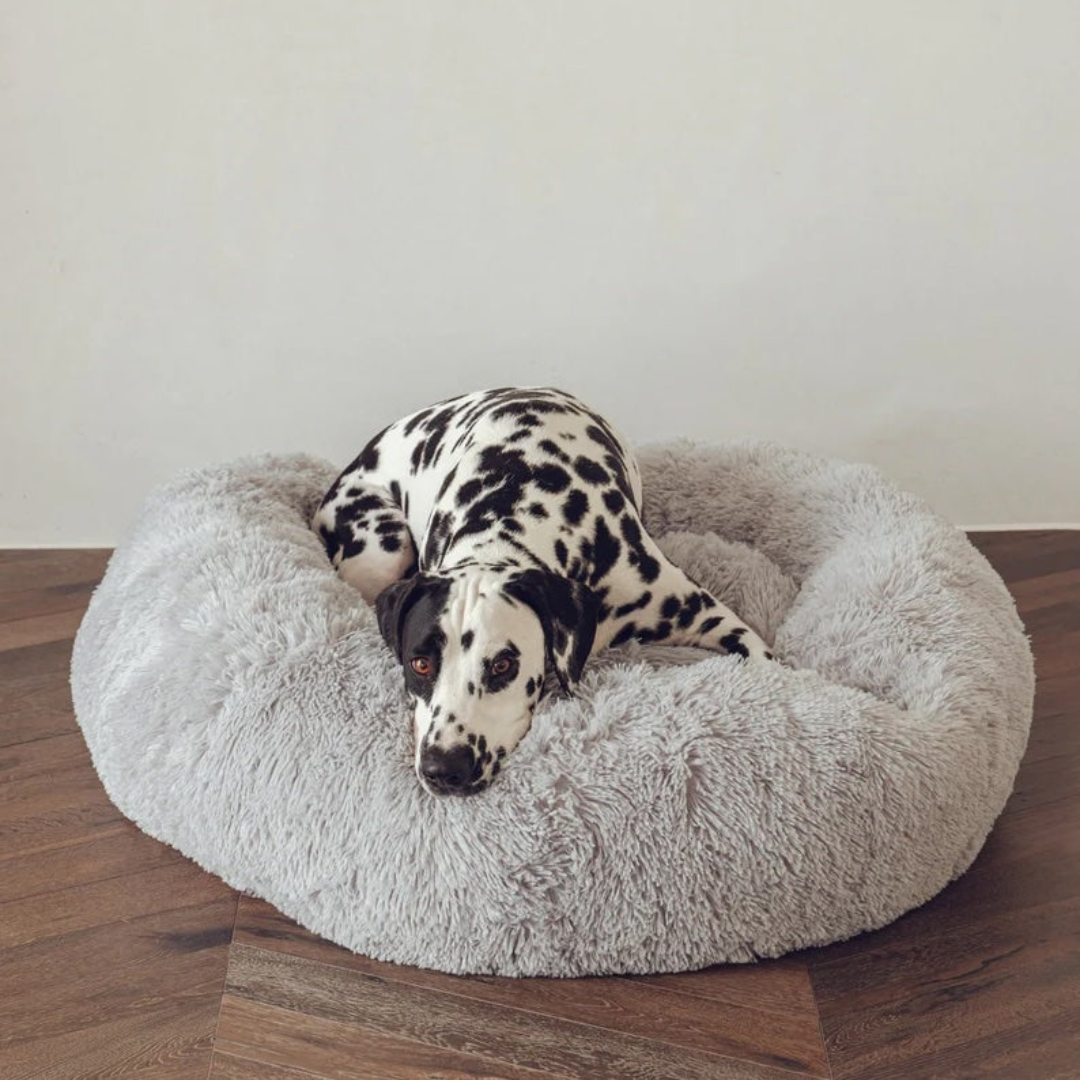 Dogs Beds