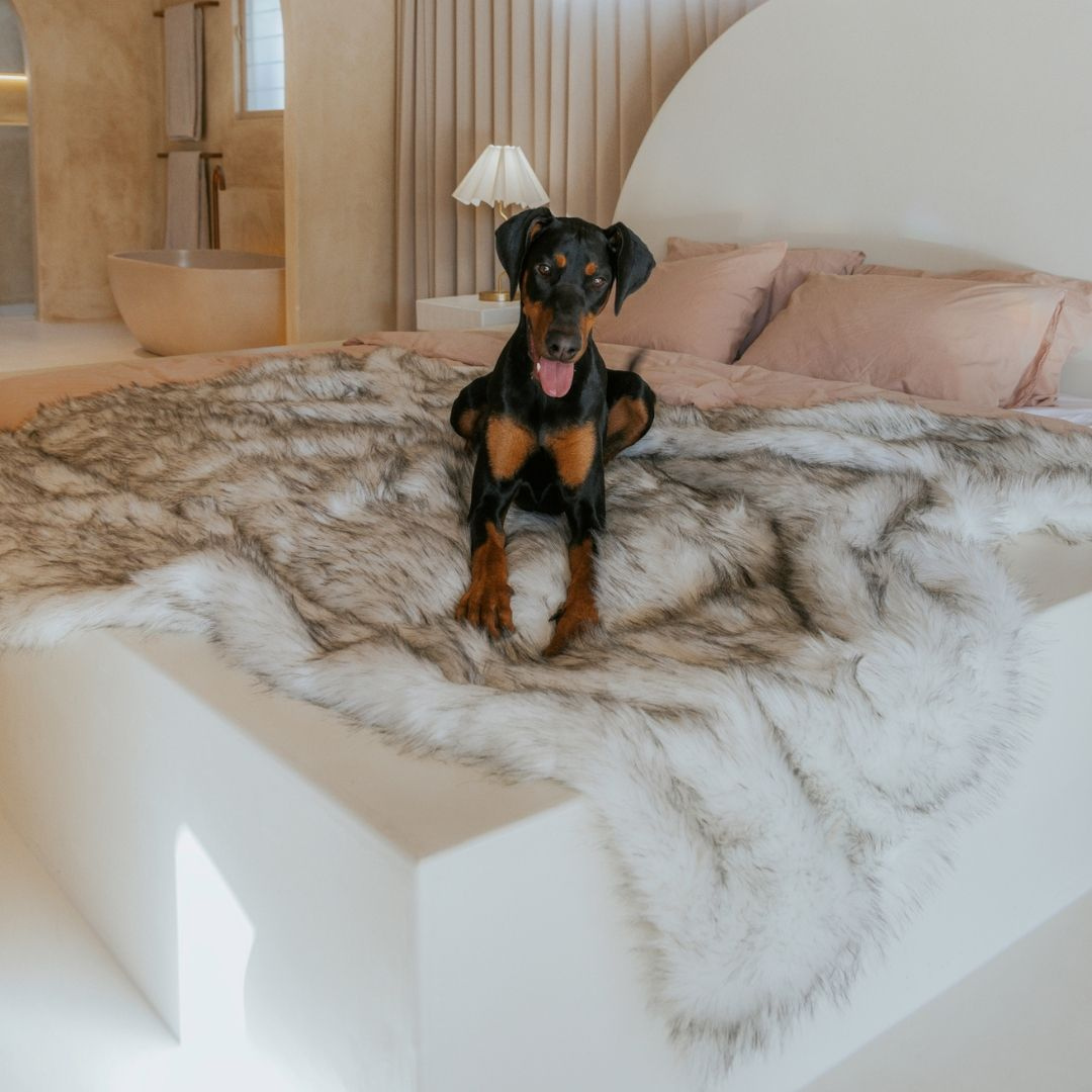 Dogs Blankets
